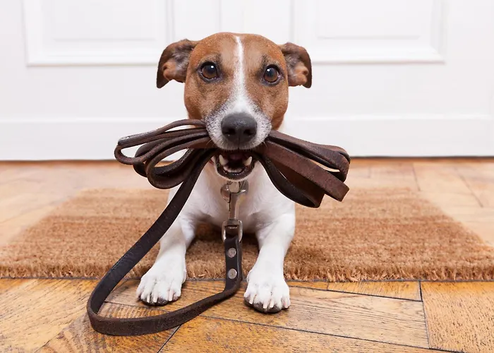 Weisse Wand Almen * שלאדמינג